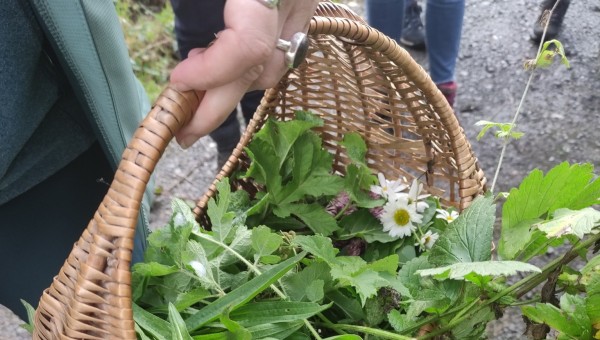 Gastronomie sauvage et médicinale